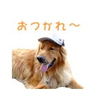 ゴールデン・レトリバー ブランの日常（個別スタンプ：3）
