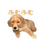 ゴールデン・レトリバー ブランの日常（個別スタンプ：7）