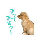 ゴールデン・レトリバー ブランの日常（個別スタンプ：9）