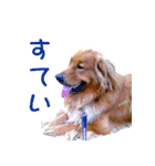 ゴールデン・レトリバー ブランの日常（個別スタンプ：10）
