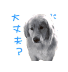 ゴールデン・レトリバー ブランの日常（個別スタンプ：12）