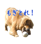 ゴールデン・レトリバー ブランの日常（個別スタンプ：15）