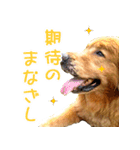 ゴールデン・レトリバー ブランの日常（個別スタンプ：19）