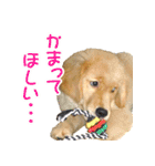 ゴールデン・レトリバー ブランの日常（個別スタンプ：20）