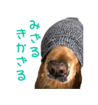 ゴールデン・レトリバー ブランの日常（個別スタンプ：23）