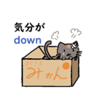 猫のあずきの公式スタンプ（個別スタンプ：13）