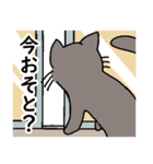 猫のあずきの公式スタンプ（個別スタンプ：17）