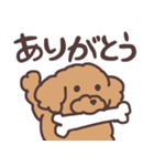 トイプードル毎日あいさつリアクション（個別スタンプ：3）