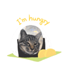 猫たちと私（個別スタンプ：12）