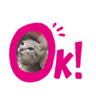 猫たちと私（個別スタンプ：13）