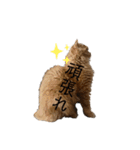 モップとミルク4（個別スタンプ：10）