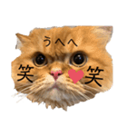 モップとミルク4（個別スタンプ：37）