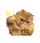 モップとミルク4（個別スタンプ：38）