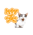 動く猫写真のデカ文字スタンプ♪敬語あり♪（個別スタンプ：12）