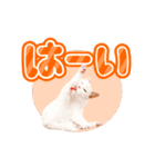 動く猫写真のデカ文字スタンプ♪敬語あり♪（個別スタンプ：13）