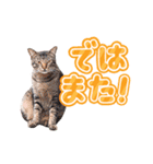 動く猫写真のデカ文字スタンプ♪敬語あり♪（個別スタンプ：24）