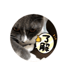 ねこがいる日2（個別スタンプ：1）