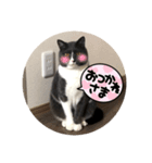 ねこがいる日2（個別スタンプ：2）