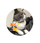 ねこがいる日2（個別スタンプ：4）
