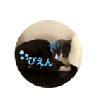 ねこがいる日2（個別スタンプ：6）