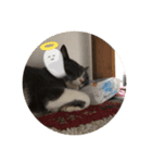 ねこがいる日2（個別スタンプ：7）