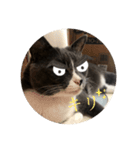 ねこがいる日2（個別スタンプ：8）