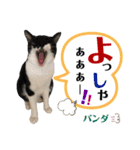 うちのパンダくん⑤（個別スタンプ：1）