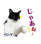 うちのパンダくん⑤（個別スタンプ：5）