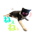 うちのパンダくん⑤（個別スタンプ：10）