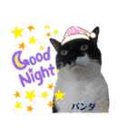 うちのパンダくん⑤（個別スタンプ：15）