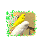 2匹インコちゃんと孫ちゃん(*ˊᵕˋ*)੭ ੈ❤︎（個別スタンプ：1）