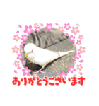2匹インコちゃんと孫ちゃん(*ˊᵕˋ*)੭ ੈ❤︎（個別スタンプ：14）