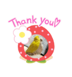 2匹インコちゃんと孫ちゃん(*ˊᵕˋ*)੭ ੈ❤︎（個別スタンプ：15）