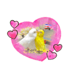 2匹インコちゃんと孫ちゃん(*ˊᵕˋ*)੭ ੈ❤︎（個別スタンプ：16）