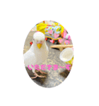 2匹インコちゃんと孫ちゃん(*ˊᵕˋ*)੭ ੈ❤︎（個別スタンプ：20）