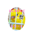 2匹インコちゃんと孫ちゃん(*ˊᵕˋ*)੭ ੈ❤︎（個別スタンプ：22）