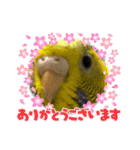 可愛い可愛いピーちゃんのスタンプ（個別スタンプ：5）