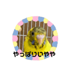 可愛い可愛いピーちゃんのスタンプ（個別スタンプ：11）