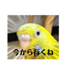 可愛い可愛いピーちゃんのスタンプ（個別スタンプ：13）