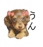 ダックス 犬 日常（個別スタンプ：1）