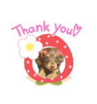 ダックス 犬 日常（個別スタンプ：5）
