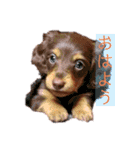 ダックス 犬 日常（個別スタンプ：6）