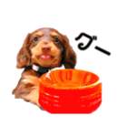 ダックス 犬 日常（個別スタンプ：8）