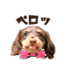 ダックス 犬 日常（個別スタンプ：9）