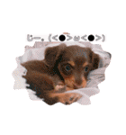 ダックス 犬 日常（個別スタンプ：12）