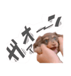ダックス 犬 日常（個別スタンプ：13）