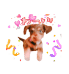 ダックス 犬 日常（個別スタンプ：16）