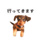 ダックス 犬 日常（個別スタンプ：17）