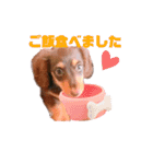 ダックス 犬 日常（個別スタンプ：20）