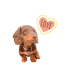 ダックス 犬 日常（個別スタンプ：22）